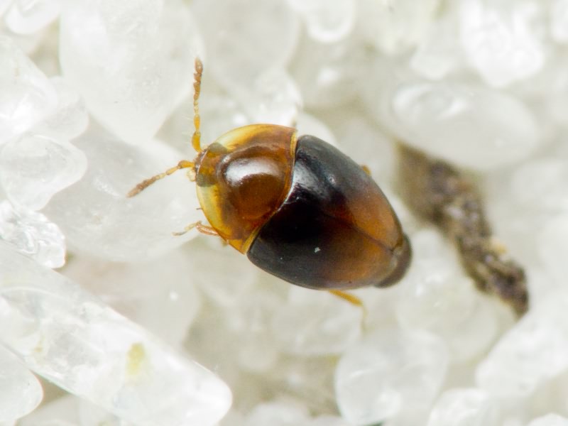 Corylophus cassidoides (Marsham, 1802)